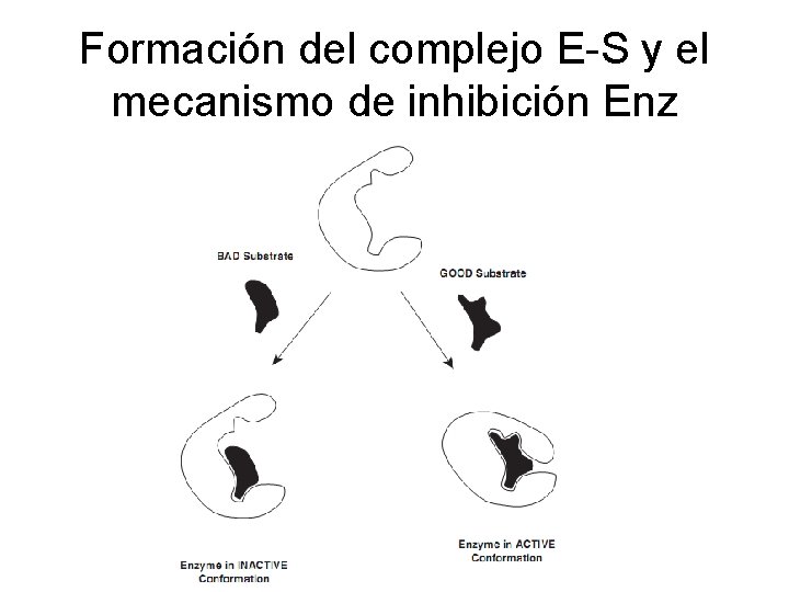 Formación del complejo E-S y el mecanismo de inhibición Enz 