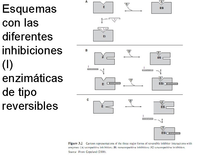 Esquemas con las diferentes inhibiciones (I) enzimáticas de tipo reversibles 