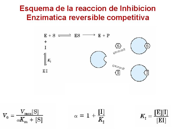 Esquema de la reaccion de Inhibicion Enzimatica reversible competitiva 