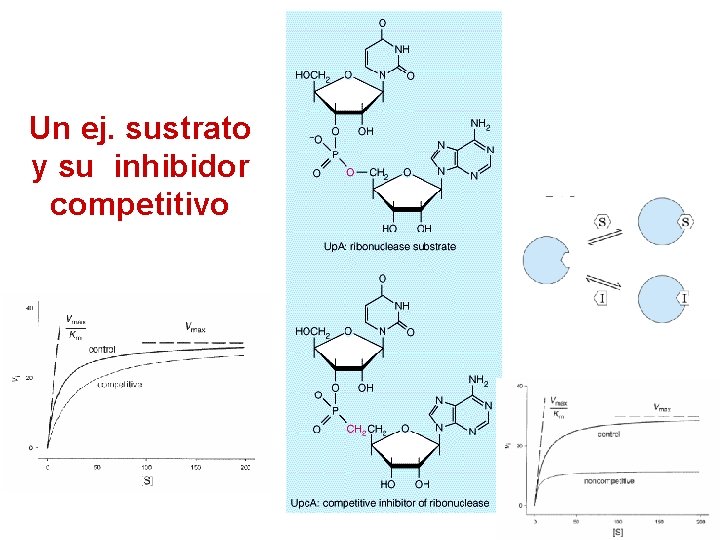 Un ej. sustrato y su inhibidor competitivo 