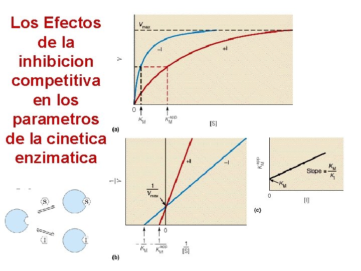 Los Efectos de la inhibicion competitiva en los parametros de la cinetica enzimatica 69