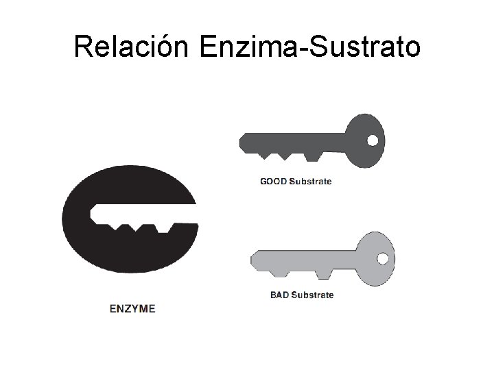 Relación Enzima-Sustrato 