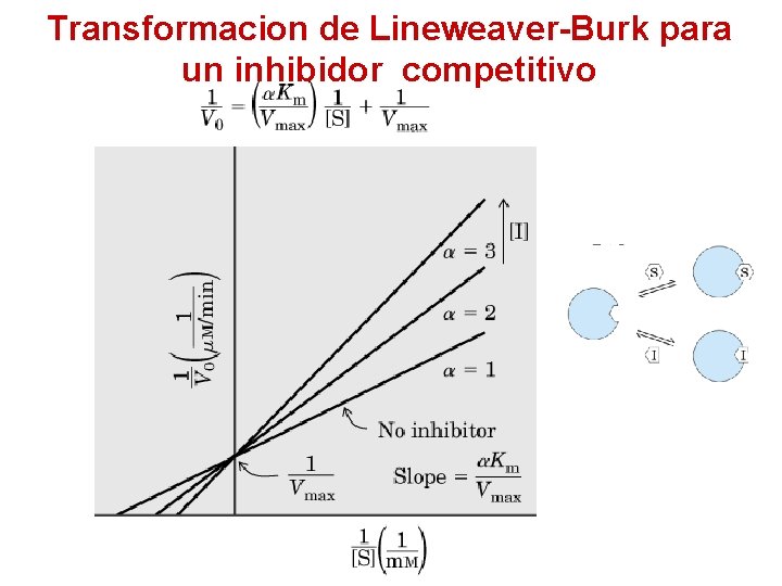 Transformacion de Lineweaver-Burk para un inhibidor competitivo 