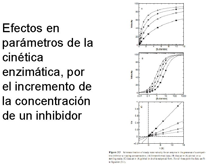 Efectos en parámetros de la cinética enzimática, por el incremento de la concentración de