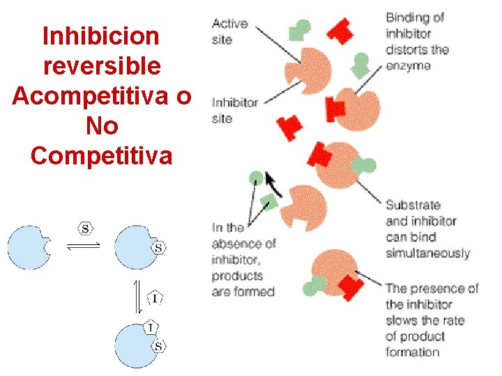 Inhibicion reversible Acompetitiva o No Competitiva 72 
