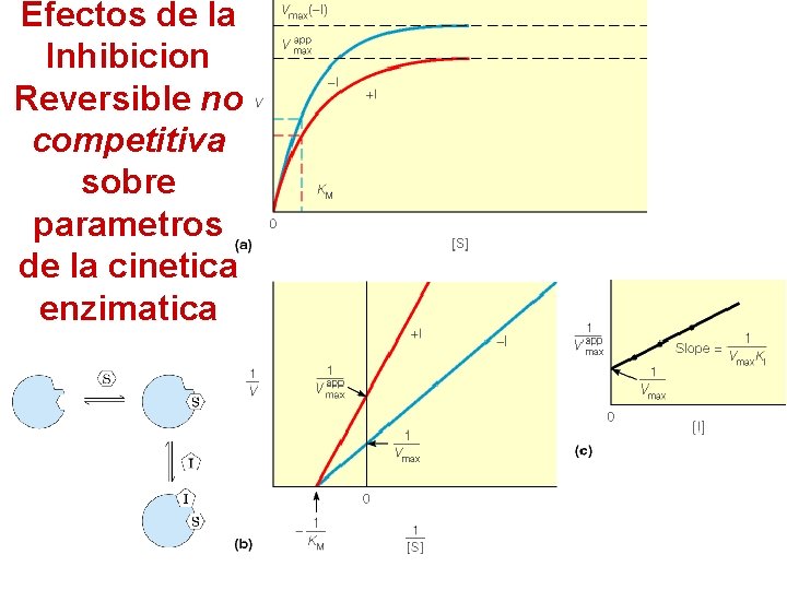 Efectos de la Inhibicion Reversible no competitiva sobre parametros de la cinetica enzimatica 
