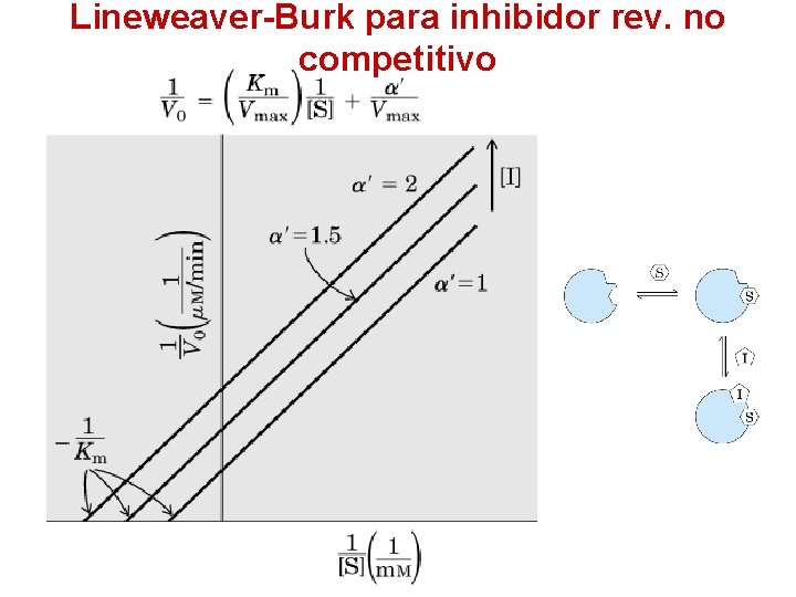 Lineweaver-Burk para inhibidor rev. no competitivo 