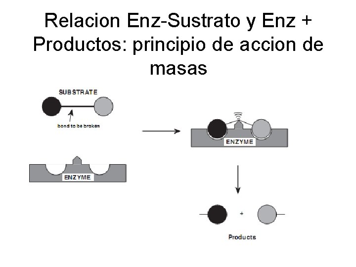 Relacion Enz-Sustrato y Enz + Productos: principio de accion de masas 