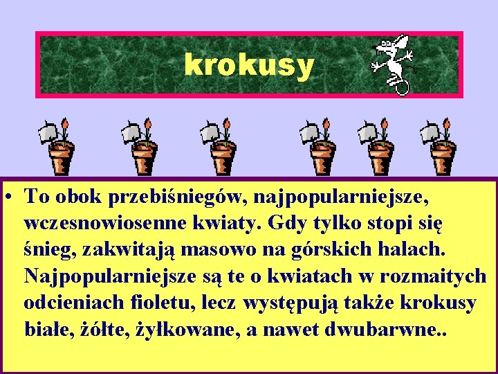 krokusy • To obok przebiśniegów, najpopularniejsze, wczesnowiosenne kwiaty. Gdy tylko stopi się śnieg, zakwitają