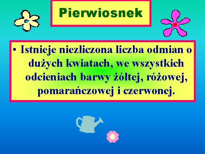 Pierwiosnek • Istnieje niezliczona liczba odmian o dużych kwiatach, we wszystkich odcieniach barwy żółtej,