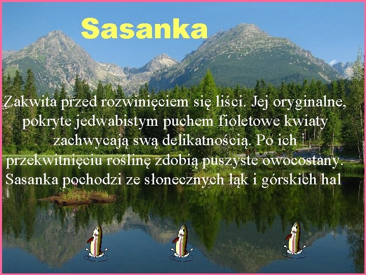 Sasanka Zakwita przed rozwinięciem się liści. Jej oryginalne, pokryte jedwabistym puchem fioletowe kwiaty zachwycają