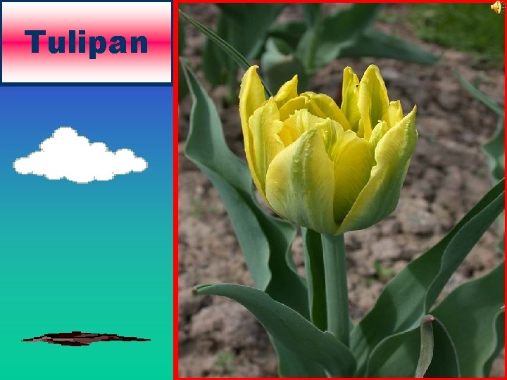 Tulipan 