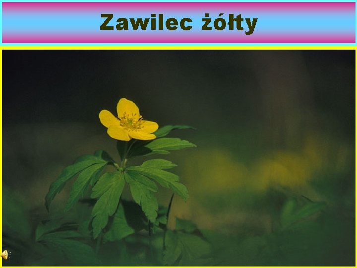 Zawilec żółty 