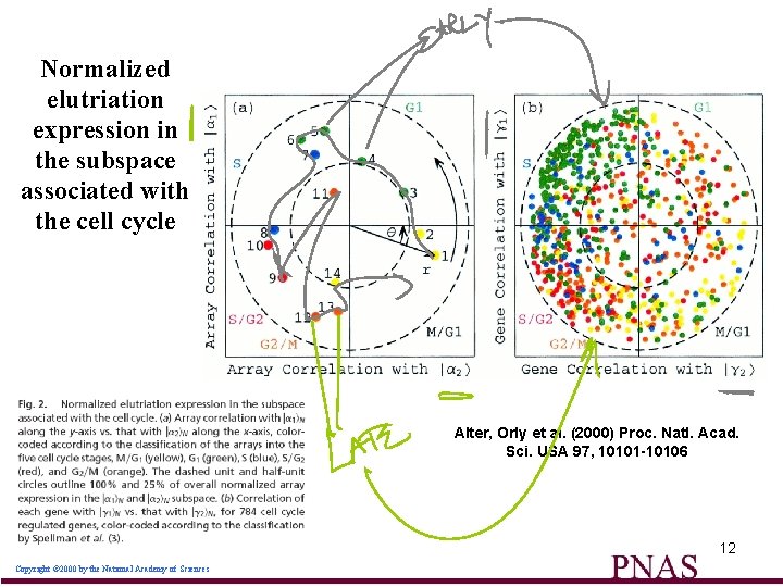 Normalized elutriation expression in the subspace associated with the cell cycle Alter, Orly et