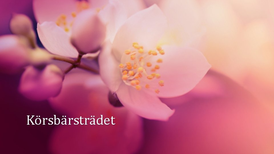 Körsbärsträdet 