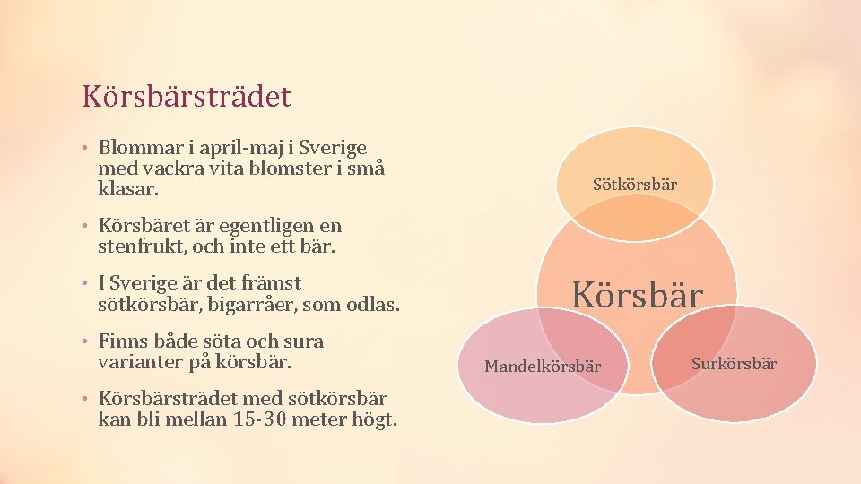 Körsbärsträdet • Blommar i april-maj i Sverige med vackra vita blomster i små klasar.