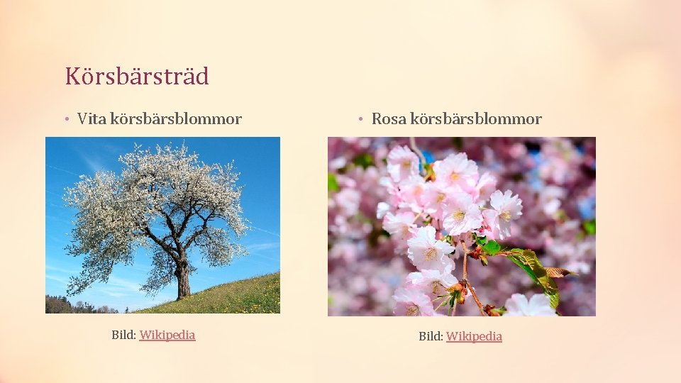 Körsbärsträd • Vita körsbärsblommor Bild: Wikipedia • Rosa körsbärsblommor Bild: Wikipedia 