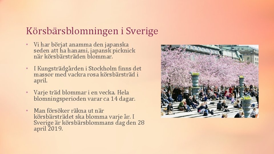 Körsbärsblomningen i Sverige • Vi har börjat anamma den japanska seden att ha hanami,