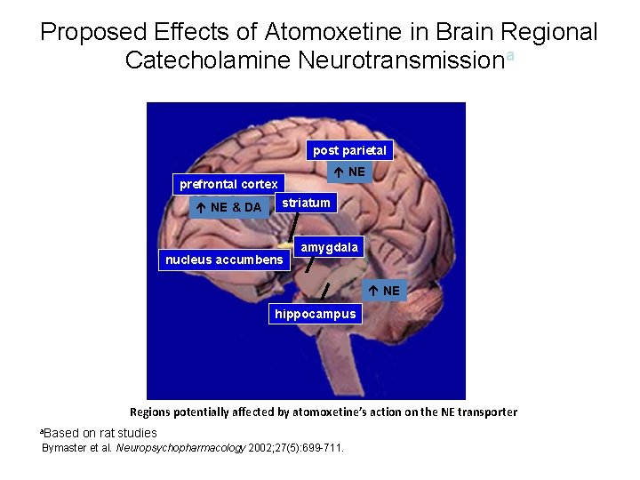 Proposed Effects of Atomoxetine in Brain Regional Catecholamine Neurotransmissiona post parietal NE prefrontal cortex