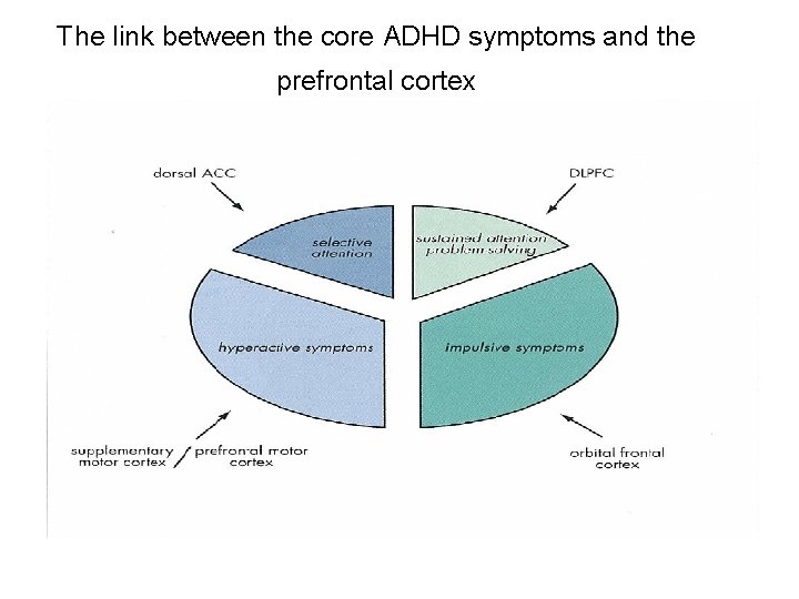 The link between the core ADHD symptoms and the prefrontal cortex Stahl SM et