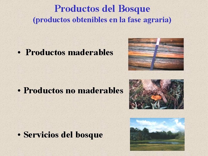 Productos del Bosque (productos obtenibles en la fase agraria) • Productos maderables • Productos
