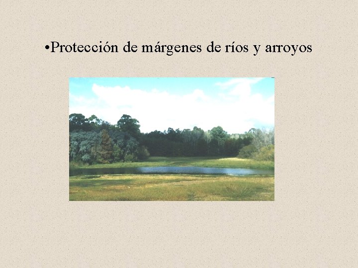  • Protección de márgenes de ríos y arroyos 