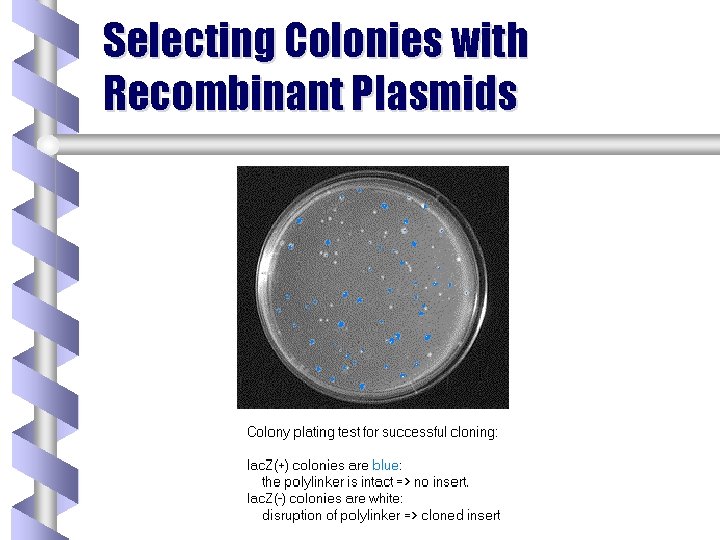 Selecting Colonies with Recombinant Plasmids 