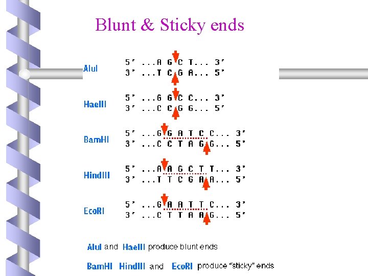 Blunt & Sticky ends 