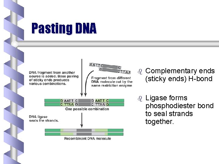 Pasting DNA b Complementary ends (sticky ends) H-bond b Ligase forms phosphodiester bond to