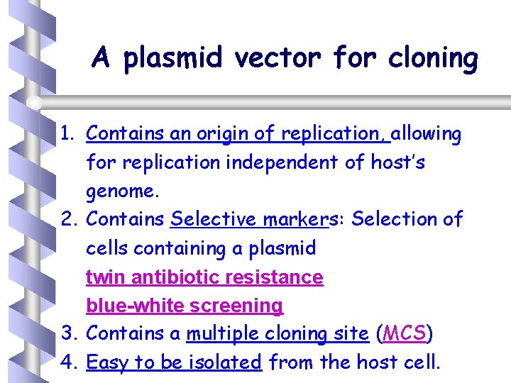 A plasmid vector for cloning 1. Contains an origin of replication, allowing for replication