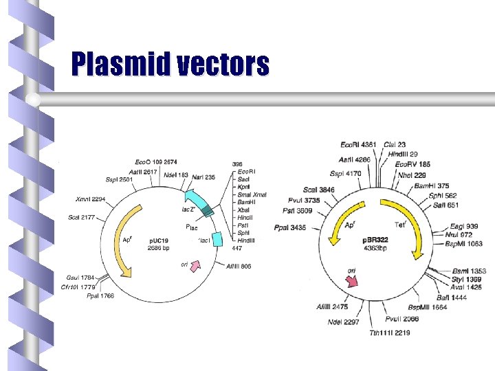 Plasmid vectors 