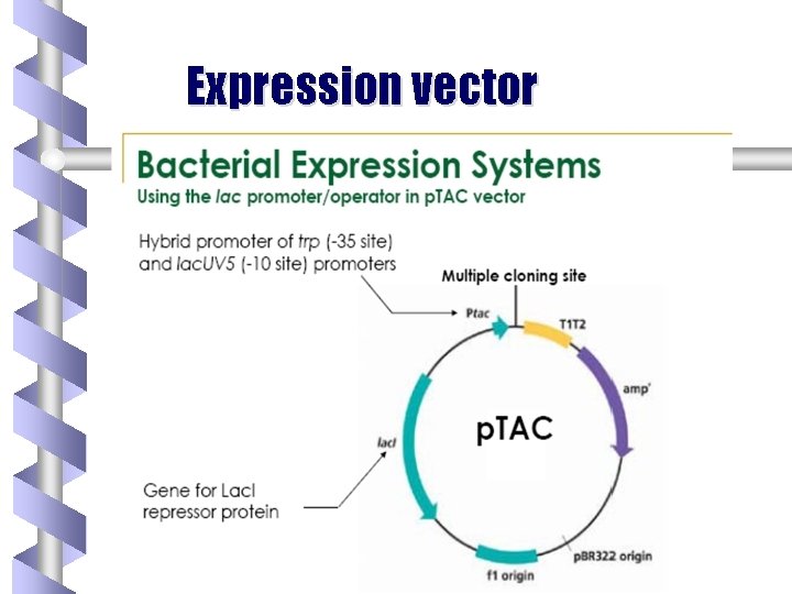 Expression vector 