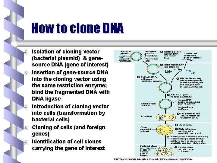 How to clone DNA b b b Isolation of cloning vector (bacterial plasmid) &