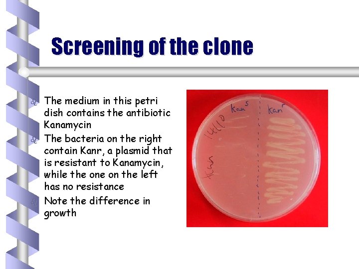 Screening of the clone b b b The medium in this petri dish contains