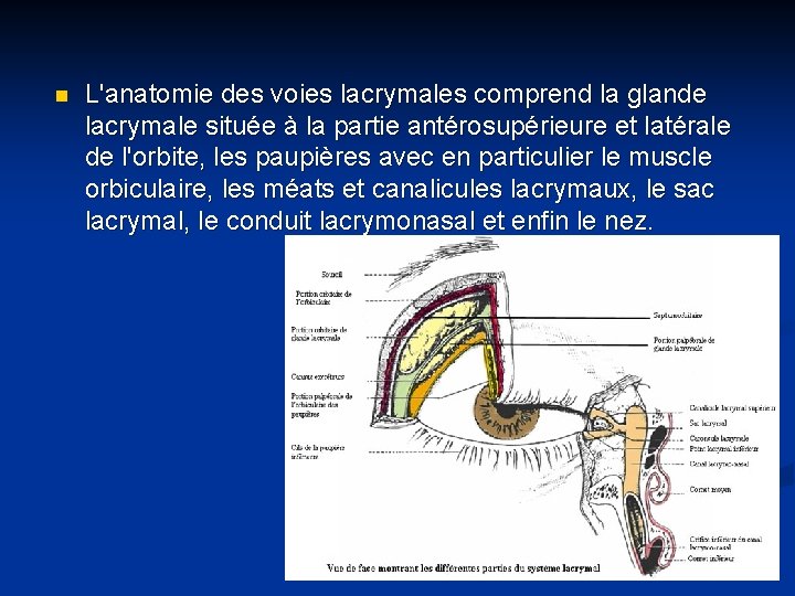 n L'anatomie des voies lacrymales comprend la glande lacrymale située à la partie antérosupérieure