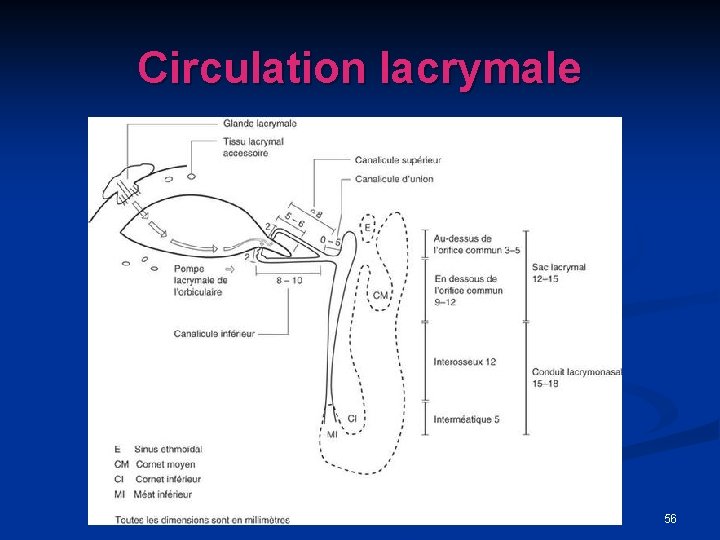 Circulation lacrymale 56 