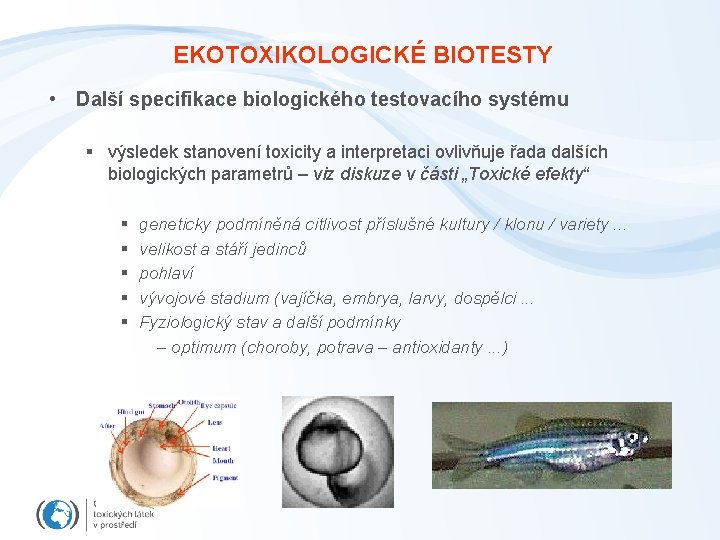 EKOTOXIKOLOGICKÉ BIOTESTY • Další specifikace biologického testovacího systému § výsledek stanovení toxicity a interpretaci