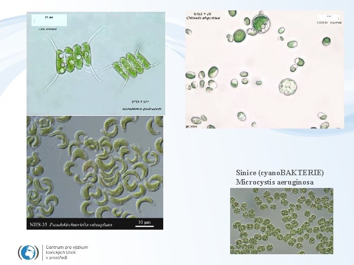 Sinice (cyano. BAKTERIE) Microcystis aeruginosa 