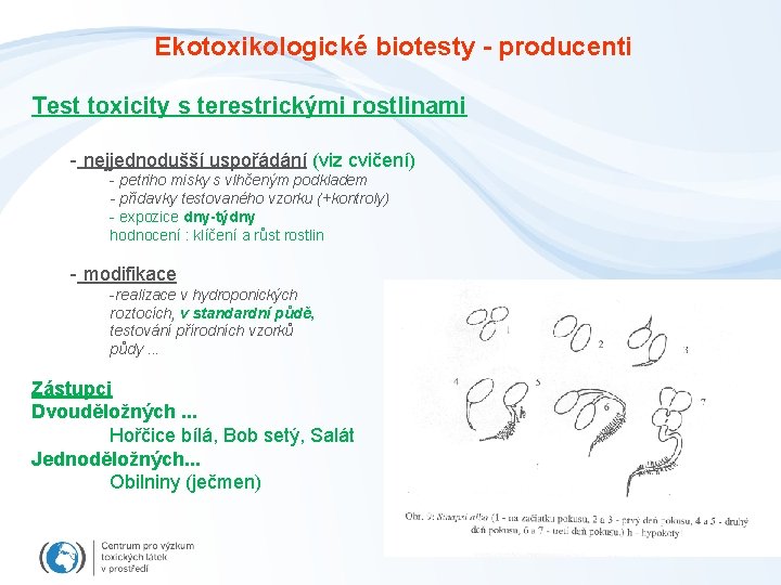 Ekotoxikologické biotesty - producenti Test toxicity s terestrickými rostlinami - nejjednodušší uspořádání (viz cvičení)