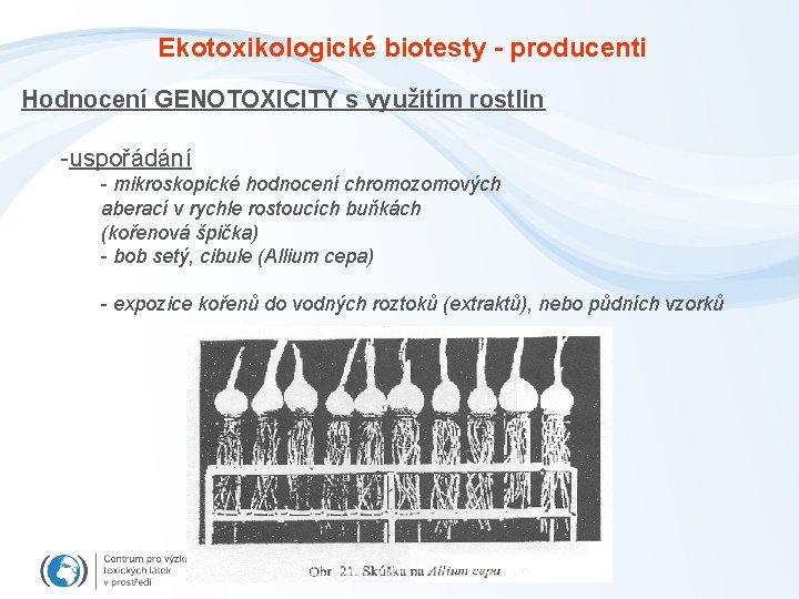 Ekotoxikologické biotesty - producenti Hodnocení GENOTOXICITY s využitím rostlin -uspořádání - mikroskopické hodnocení chromozomových