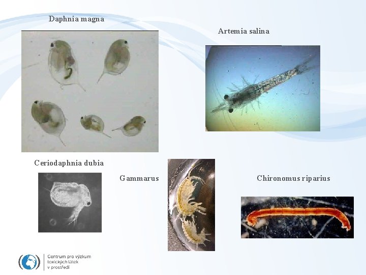 Daphnia magna Artemia salina Ceriodaphnia dubia Gammarus Chironomus riparius 