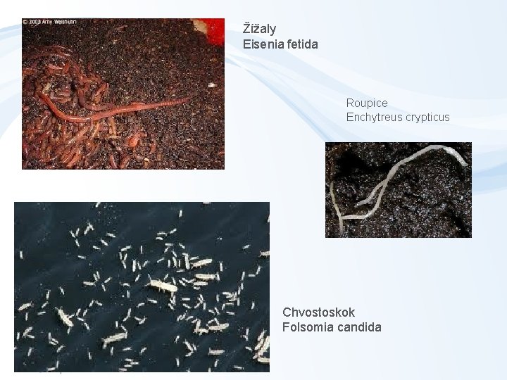 Žížaly Eisenia fetida Roupice Enchytreus crypticus Chvostoskok Folsomia candida 