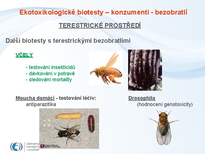 Ekotoxikologické biotesty – konzumenti - bezobratlí TERESTRICKÉ PROSTŘEDÍ Další biotesty s terestrickými bezobratlími VČELY