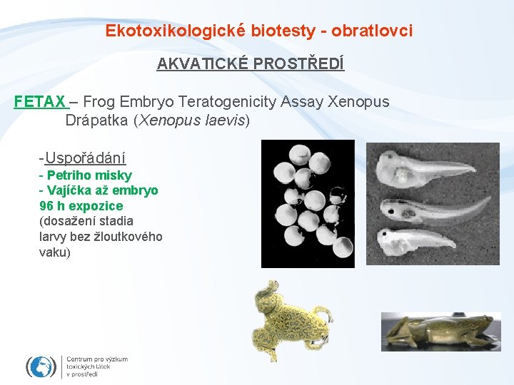 Ekotoxikologické biotesty - obratlovci AKVATICKÉ PROSTŘEDÍ FETAX – Frog Embryo Teratogenicity Assay Xenopus Drápatka