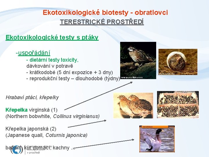 Ekotoxikologické biotesty - obratlovci TERESTRICKÉ PROSTŘEDÍ Ekotoxikologické testy s ptáky -uspořádání - dietární testy