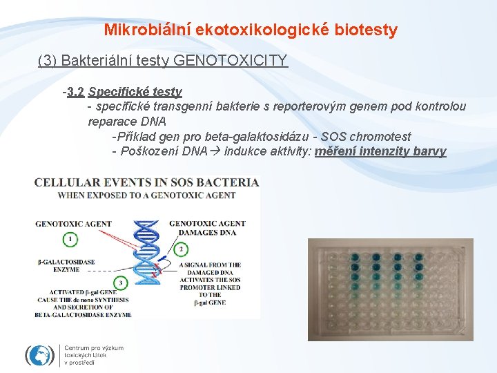 Mikrobiální ekotoxikologické biotesty (3) Bakteriální testy GENOTOXICITY -3. 2 Specifické testy - specifické transgenní