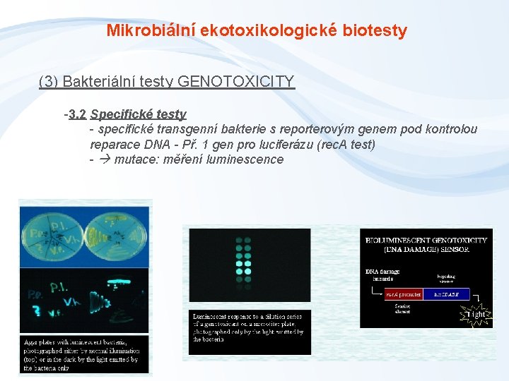 Mikrobiální ekotoxikologické biotesty (3) Bakteriální testy GENOTOXICITY -3. 2 Specifické testy - specifické transgenní