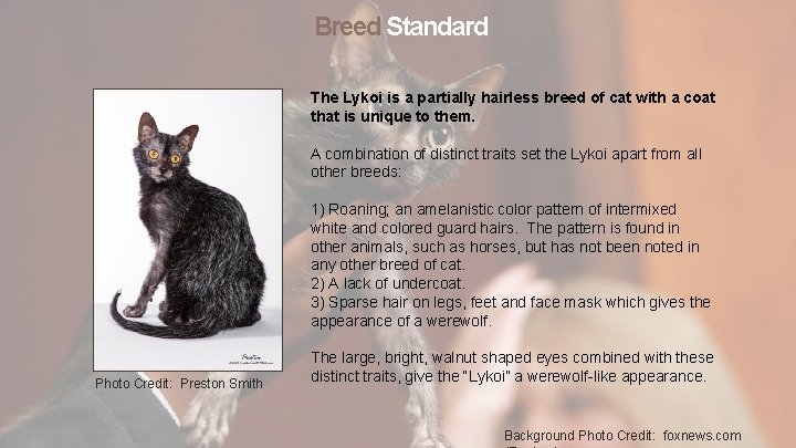 Breed Standard The Lykoi is a partially hairless breed of cat with a coat