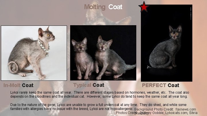 Molting Coat In-Molt Coat Typical Coat PERFECT Coat Lykoi rarely keep the same coat