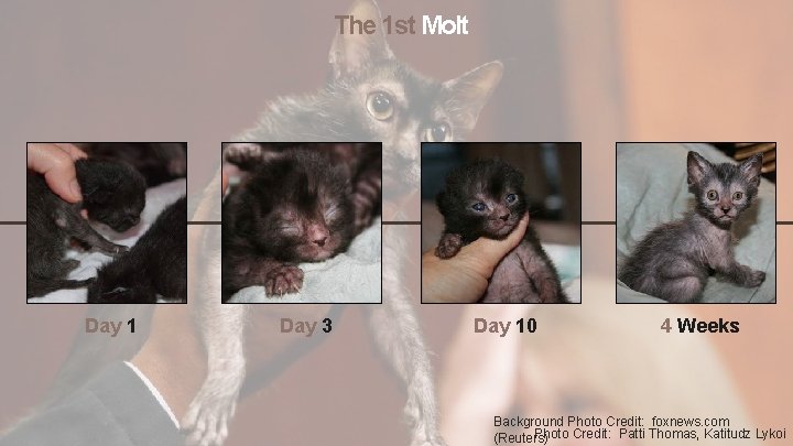 The 1 st Molt Day 1 Day 3 Day 10 4 Weeks Background Photo
